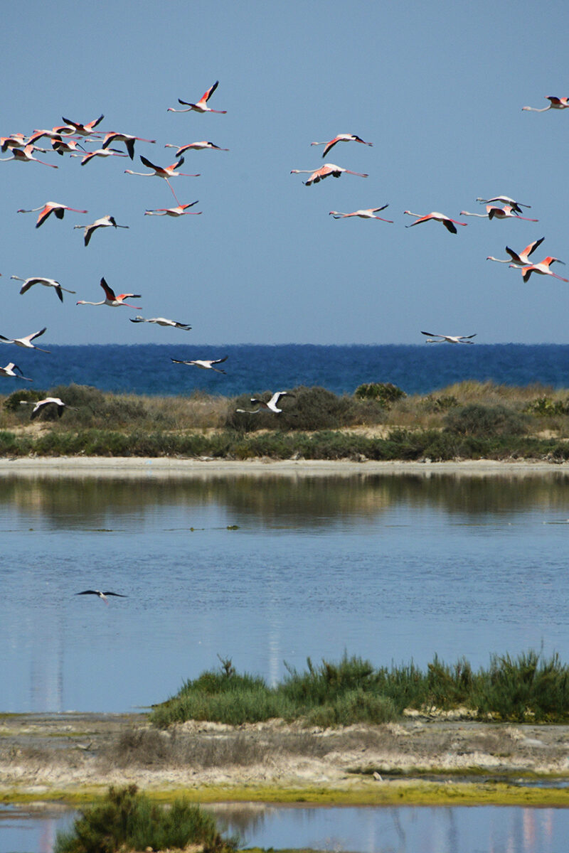 20-Korba-Flamants Roses